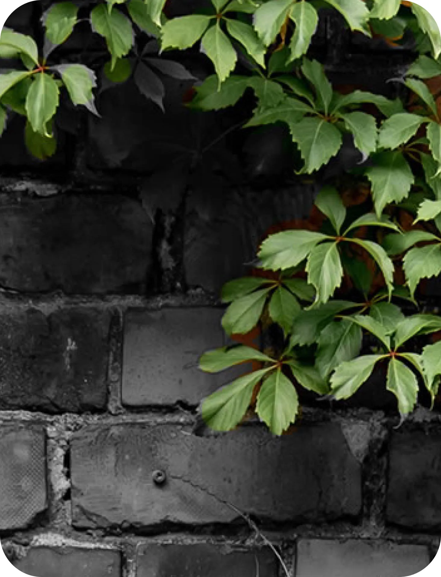 beutelgoodman-collage3